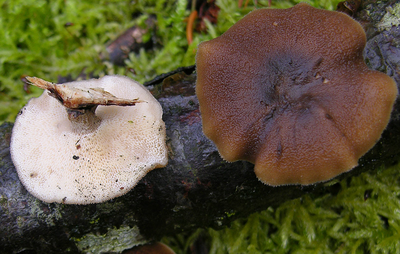 Funghi di sabato 08 novembre.